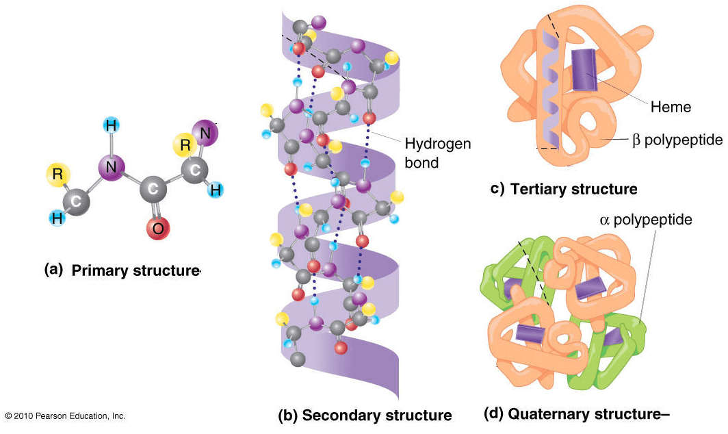 protein-structures