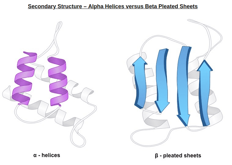 alpha-helix-vs-beta-sheets